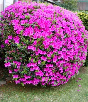 Azalea (Purple) Shrub Flowering Plant & Tree (1.5-3.5 Ft Height) Azalea Enhance Your Garden Beauty (Hybrid, Pack of 1 Buy @ ₹499