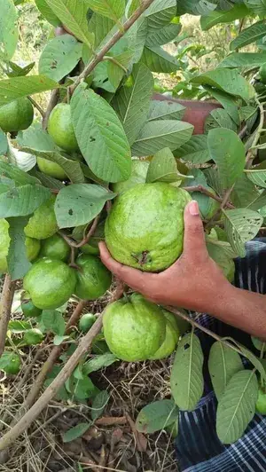 Thai Kg Guava Plant (Hybrid, Pack of 1) Buy @ ₹499
