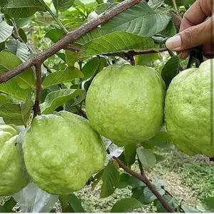 Thai Kg Guava Plant (Hybrid, Pack of 1) Buy @ ₹499