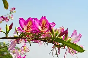 Bauhinia Purpurea (Grafted) 1.5-3.5 Ft Hybrid Pink Flower Plant (Pack Of 1) Buy @ ₹499
