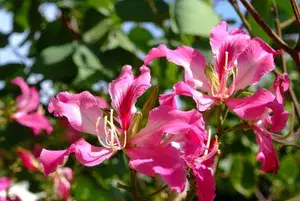 Bauhinia Purpurea (Grafted) 1.5-3.5 Ft Hybrid Pink Flower Plant (Pack Of 1) Buy @ ₹499