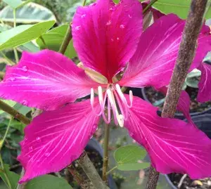 Bauhinia Purpurea (Grafted) 1.5-3.5 Ft Hybrid Pink Flower Plant (Pack Of 1) Buy @ ₹499