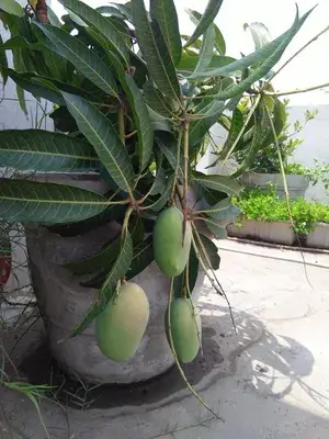 Banana Mango Fruit Plant & Tree For Home Gardening (Hybrid, Pack Of 1) Buy @ ₹549