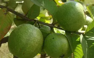 Thai-10 Guava Hybrid Plant 1.5-3.5 Ft (Pack of 1) Buy @ ₹499