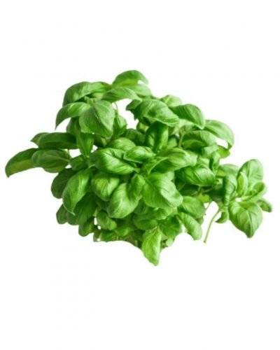 Basil Leaves(50 Gm) Buy only at ₹15