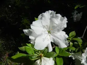 Beautiful Ice White Azalea (Grafted) Flower Live Plant For Bush/Shrub/Home Gardening (Hybrid, Pack Of 1) Buy @ ₹499