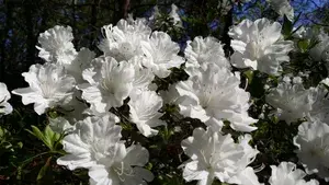 Beautiful Ice White Azalea (Grafted) Flower Live Plant For Bush/Shrub/Home Gardening (Hybrid, Pack Of 1) Buy @ ₹499