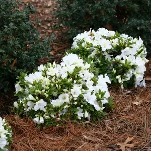Beautiful Ice White Azalea (Grafted) Flower Live Plant For Bush/Shrub/Home Gardening (Hybrid, Pack Of 1) Buy @ ₹499