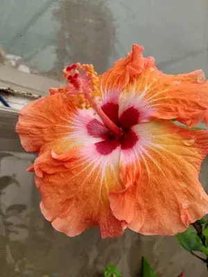 Beautiful Orange Hibiscus Flower Live Plant For Home Gardening (Grafted, Pack Of 1) Buy @ ₹499