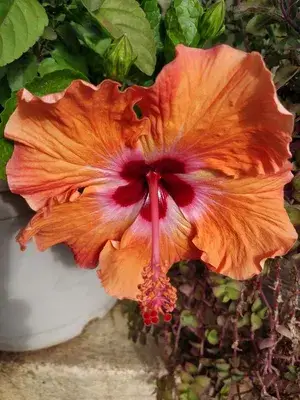 Beautiful Orange Hibiscus Flower Live Plant For Home Gardening (Grafted, Pack Of 1) Buy @ ₹499