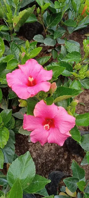 Beautiful Pink Hibiscus Flower Live Plant (Hybrid, Pack Of 1) Buy @ ₹499