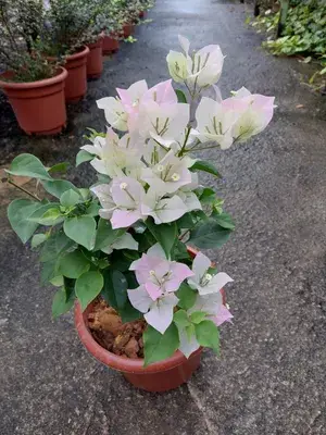 Beautiful Snow White Bougainvillea Live Flowering Plant & Tree (1.5-3.5 Ft Hight) For Shrub/Bush/Sweet Home Decoration & Gardening (Hybrid, Pack Of 1) Buy @ ₹499