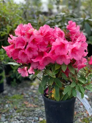 Beautiful (Deep Pink) Azalea Live Flowering Plant & Tree For Shrub/Bush/Home Gardening (Hybrid, Pack Of 1) Buy @ ₹499