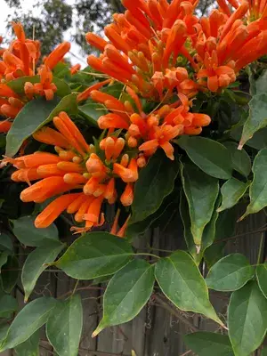 Begonia Venusta Flowering Live Plant For Shrub & Home Gardening, Beautiful Orange Begonia Plant Size: 1.5-3.5 Ft, Suitable For Outdoor (Pack Of 1) Buy @ ₹499