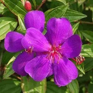 Begum Bahar Grafted Flowering Live Plant (Pack Of 1) Buy @ ₹499