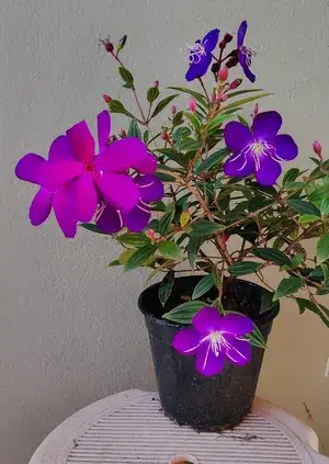 Begum Bahar Tibouchina Semidecandra Princess Flower Purple Glory Tree Ornamental LIVE Plant Buy @ ₹499