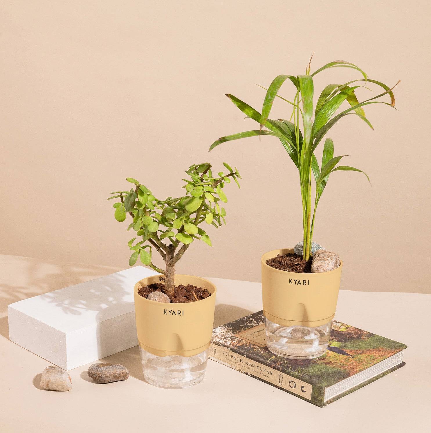 Set of 2 - Areca Palm & Lucky Jade Plant