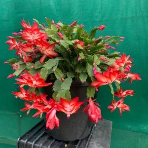Best Houseplant Christmas Cactus (Red) Flowering Plant For Home Decor/Garden (Pack Of 1) Buy @ ₹399