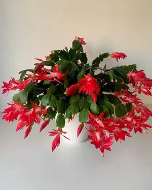 Best Houseplant Christmas Cactus (Red) Flowering Plant For Home Decor/Garden (Pack Of 1) Buy @ ₹399