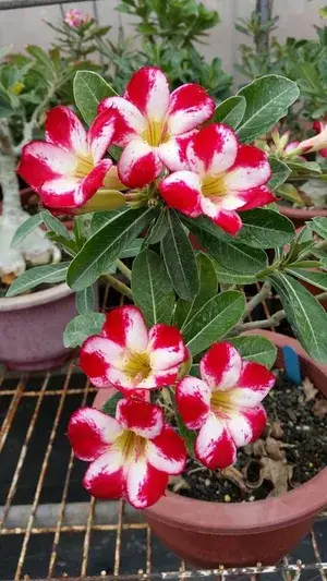 Bicolor Adenium Grafted Flower Live Plant For Home Gardening (Hybrid, Pack Of 1) Buy @ ₹499