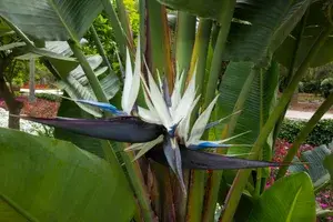 Bird In Flight Shape Exclusive Flowers Plant (Pack Of 1) For Enhance Your Home/Office/Garden Beauty Buy @ ₹599