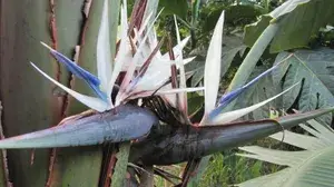 Bird In Flight Shape Exclusive Flowers Plant (Pack Of 1) For Enhance Your Home/Office/Garden Beauty Buy @ ₹599