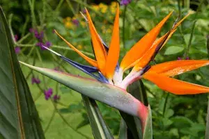 Bird Of Paradise Unique Vibrant Flowers Plant For Home/Office/Garden Decor (Air Purifying, Pack Of 1) Buy @ ₹499