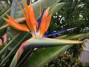 Bird Of Paradise Unique Vibrant Flowers Plant For Home/Office/Garden Decor (Air Purifying, Pack Of 1) Buy @ ₹499
