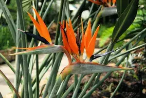 Bird Of Paradise  Stunning Flower Plant For House Plant/Gardening (Pack Of 1) Bird Of Paradise Enhance Your Home Beauty Buy @ ₹499