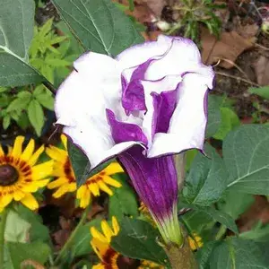 Black (Grafted) Dhutura 1.5-3.5 Ft Hybrid Flowering Plant (Pack Of 1) Buy @ ₹499