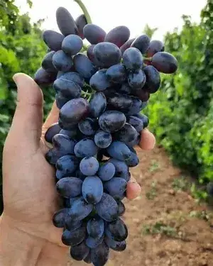 Black Grapes Plant Thai Verity Seedless (Pack Of 1) Buy @ ₹499