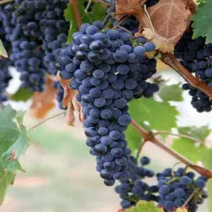 Black Grapes Plant Thai Verity Seedless (Pack Of 1) Buy @ ₹499