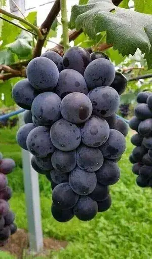 Black Grapes Plant Thai Verity Seedless (Pack Of 1) Buy @ ₹499