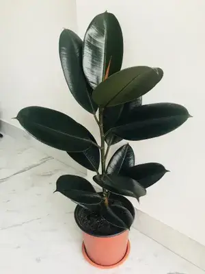 Black Rubber( Air Purifying ) Live Indoor Plant Buy @ ₹499