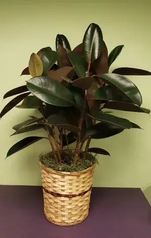 Black Rubber( Air Purifying ) Live Indoor Plant Buy @ ₹499