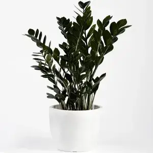 Black ZZ Indoor Plant For Home Decoration & Gardening (Pack Of 1) Buy @ ₹599