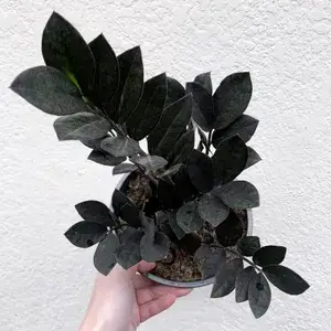 Black ZZ Indoor Plant For Home Decoration & Gardening (Pack Of 1) Buy @ ₹599