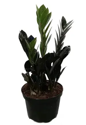 Black ZZ Indoor Plant For Home Decoration & Gardening (Pack Of 1) Buy @ ₹599
