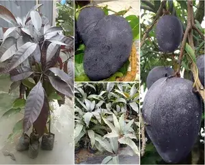 Blackstone Extra Juicy & Fiberless Mango Plant & Tree (1.5-3.5 Ft Height) Well Watered Blackstone Mango Plant (Hybrid, Pack Of 1) Buy @ ₹799