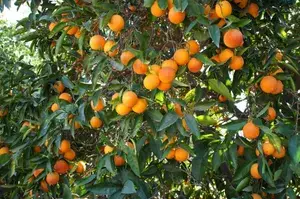 Blood Orange (Grafted) Sweet Fruit Hybrid Plant 1.5-3.5 Ft (Pack of 1) Buy @ ₹749