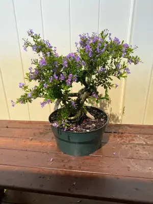 Blue Bell (Vietnamese) Flower Plant & Tree For Your Sweet Home Decor/Best House Plant/Indoor Plant (Pack Of 1) Buy @ ₹699