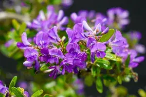 Blue Bell (Vietnamese) Flower Plant & Tree For Your Sweet Home Decor/Best House Plant/Indoor Plant (Pack Of 1) Buy @ ₹699