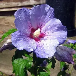 Blue Hibiscus Flowering Live Plant For Home Gardening Hibiscus (Blue) Grafted Flower Plant 1.5-2.5 Ft Size (Pack Of 1) Buy @ ₹499