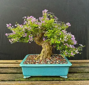 Attractive Blue Bell Live Flowering Plant & Tree For Your Sweet Home Decor/Garden (Pack Of 1) Buy @ ₹699