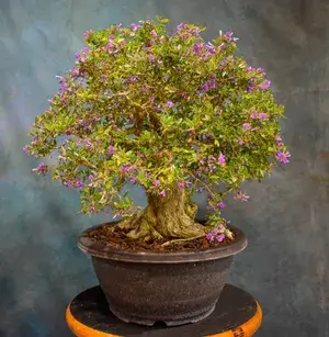 Attractive Blue Bell Live Flowering Plant & Tree For Your Sweet Home Decor/Garden (Pack Of 1) Buy @ ₹699