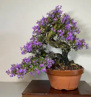 Attractive Blue Bell Live Flowering Plant & Tree For Your Sweet Home Decor/Garden (Pack Of 1) Buy @ ₹699