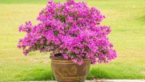 Bougainvillea Coral Pink Flowering Live Plant For Shrub/Bush/Home Gardening (Pack Of 1) Buy @ ₹499