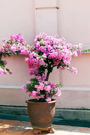 Bougainvillea Coral Pink Flowering Live Plant For Shrub/Bush/Home Gardening (Pack Of 1) Buy @ ₹499