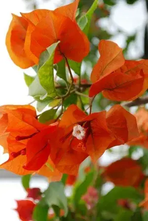 Bougainvillea Fire Opal Flowering Live Plant Buy @ ₹449