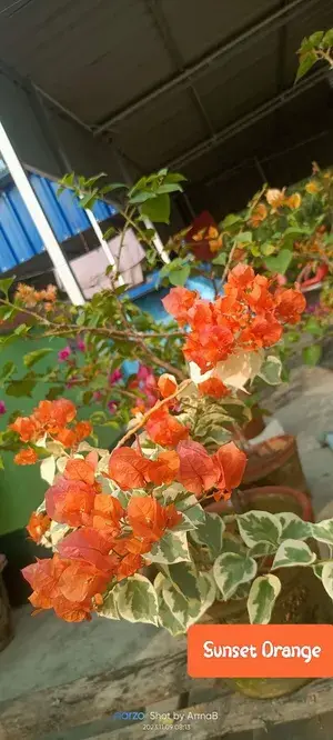 Bougainvillea Orange Live Flower Plant (Pack Of 1) Buy @ ₹499
